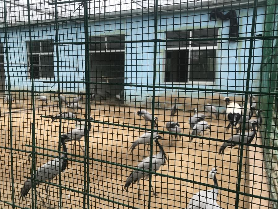 天鵝湖風(fēng)景區(qū)（泰山）速覽！(圖5)