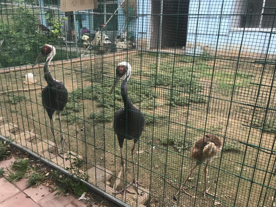 天鵝湖風(fēng)景區(qū)（泰山）速覽！(圖6)