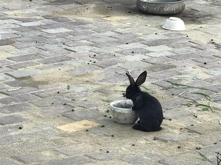 天鵝湖風(fēng)景區(qū)（泰山）速覽！(圖7)