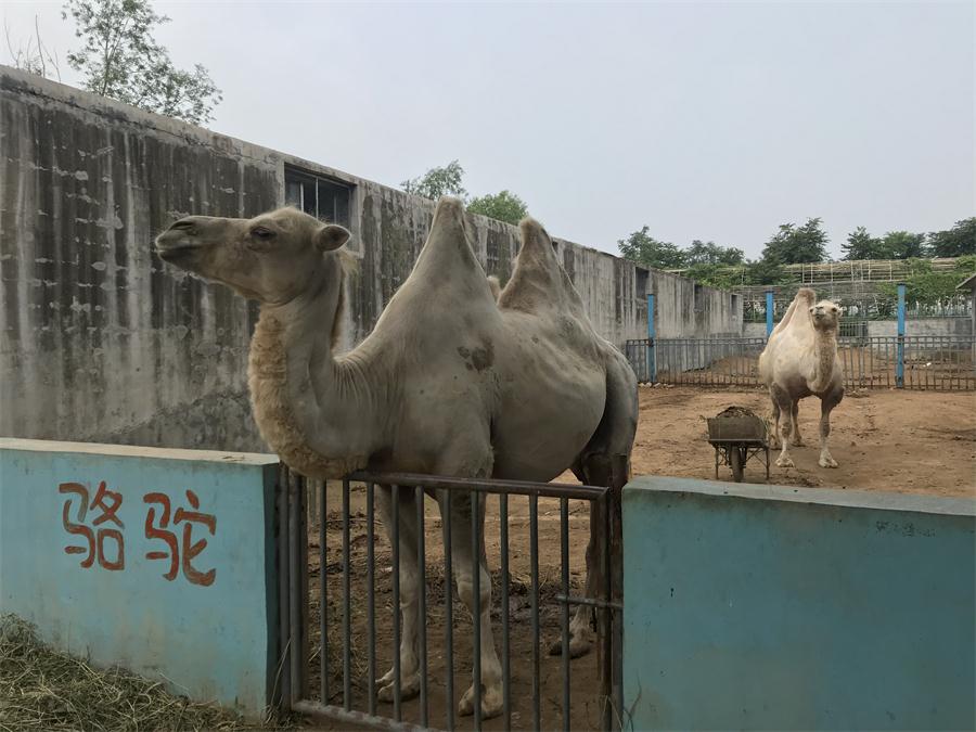 天鵝湖風(fēng)景區(qū)（泰山）速覽！(圖8)