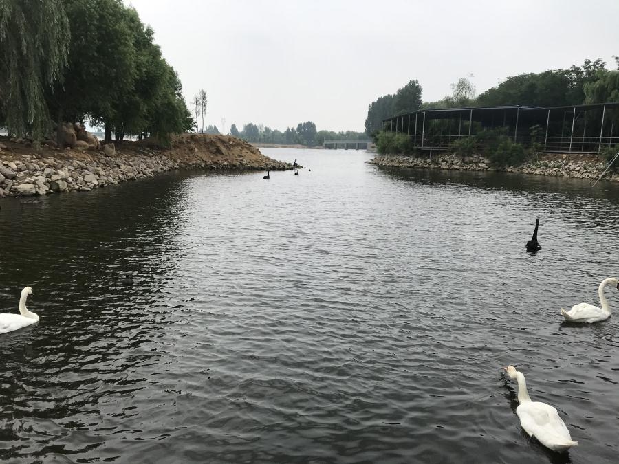 天鵝湖風(fēng)景區(qū)（泰山）速覽！(圖14)