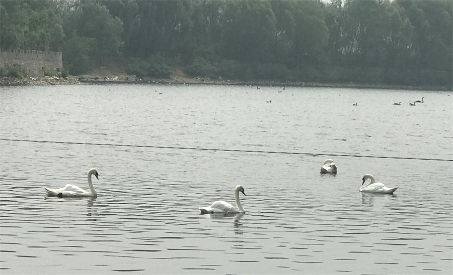 天鵝湖風(fēng)景區(qū)（泰山）速覽！(圖18)