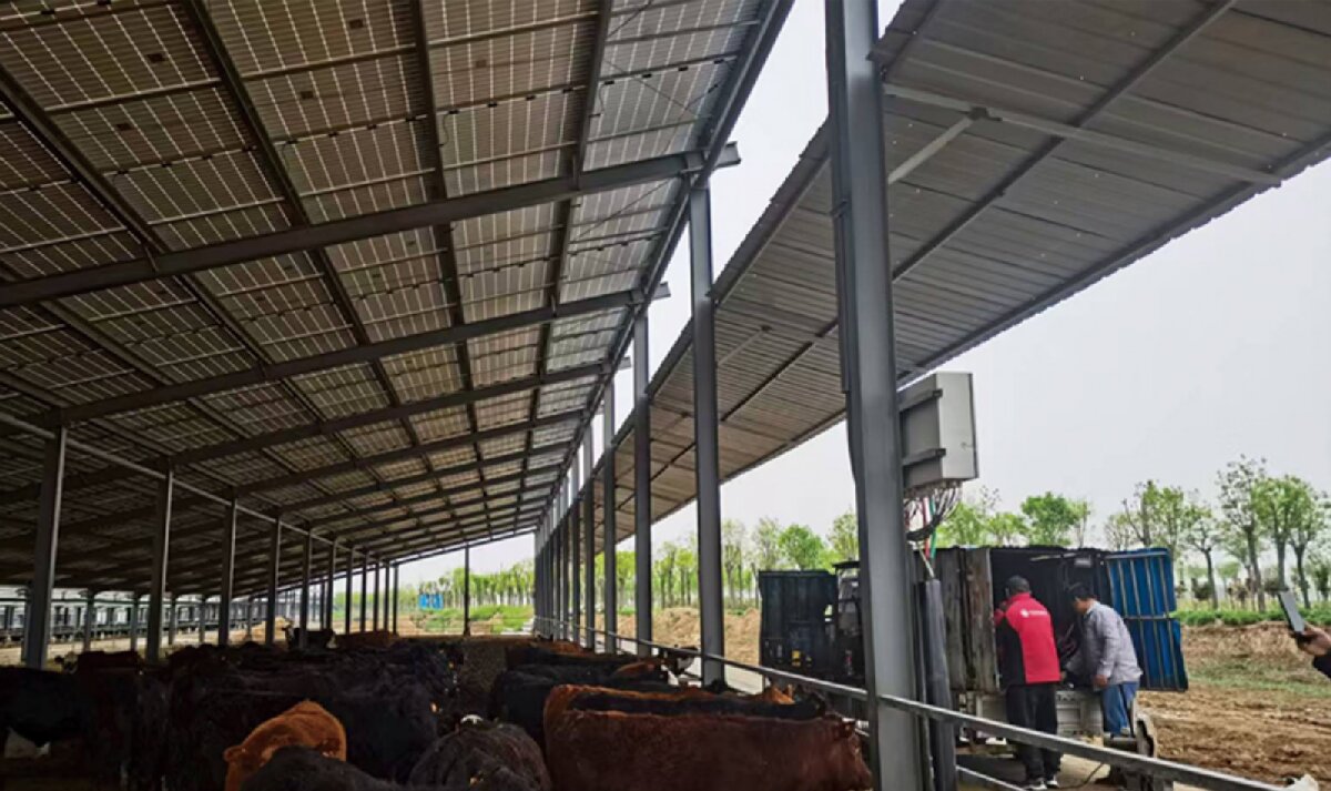 信橋鋼構(gòu)：打卡蒙陰農(nóng)業(yè)溫室大棚、青州黑牛養(yǎng)殖基地！(圖4)