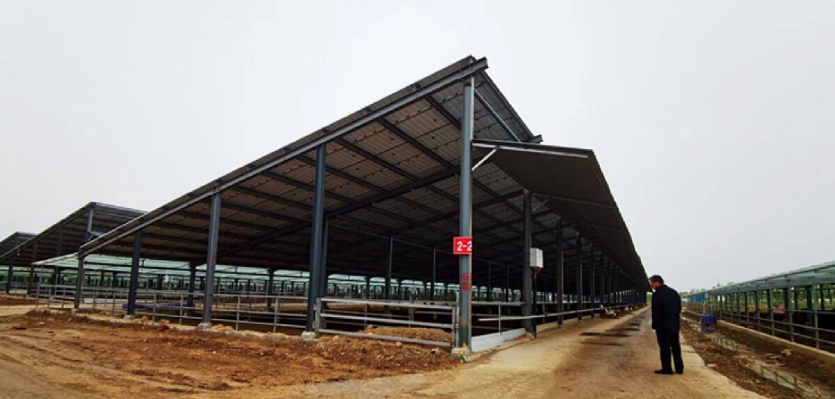 信橋鋼構(gòu)：打卡蒙陰農(nóng)業(yè)溫室大棚、青州黑牛養(yǎng)殖基地！(圖5)